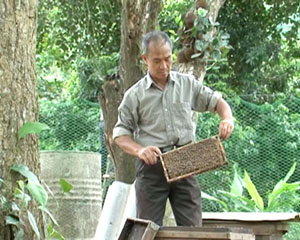 Ông Nguyễn Cao Tám, Bí thư chi bộ thôn Đồng Mới, xã Đồng Tâm (Lạc Thủy) chăm sóc đàn ong của gia đình. 

